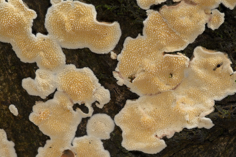 Steccherinum bourdotii